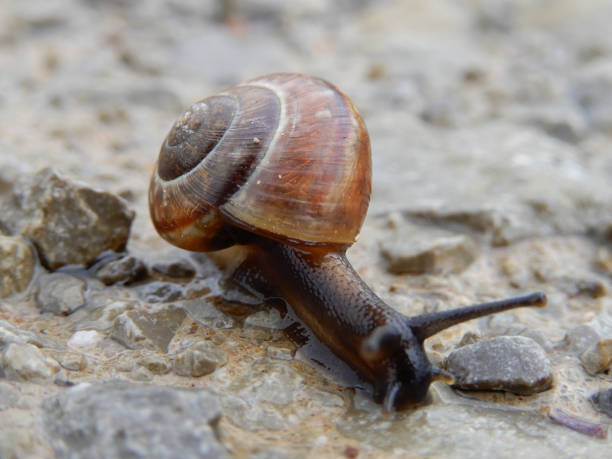 istock Snail on dirt road 692466398