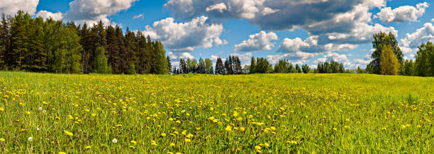 istock Blossoming dandelion in a field, Latvia 692469136