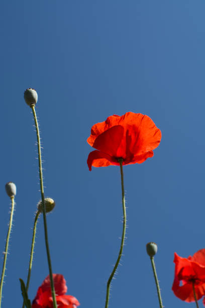 Red poppy flowers on the field â summertime