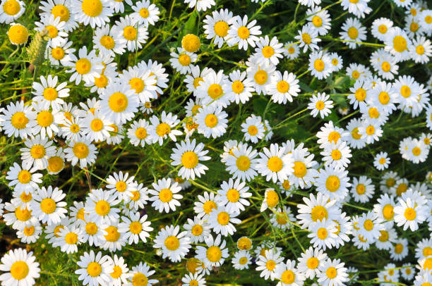 istock Chamomile field flowers background. Herbal plants chamomile in the wild 692469922