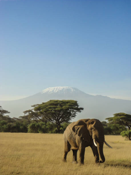 istock Elephant in front of kilimanjaro 692475998