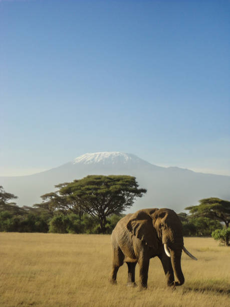słoń przed kilimandżaro - photography amboseli national park kenya east africa zdjęcia i obrazy z banku zdjęć