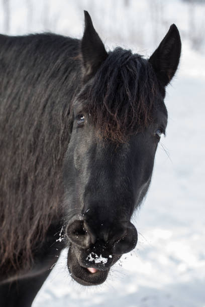 зевая фризскую лошадь зимой. - horse black stallion friesian horse стоковые фото и изображения
