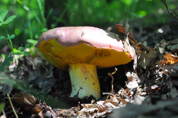 istock Rare and protected mushrooms in the forest.(Boletus regius). 692477054
