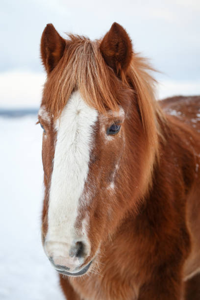 istock Horse in winter looking into the distance. 692479110