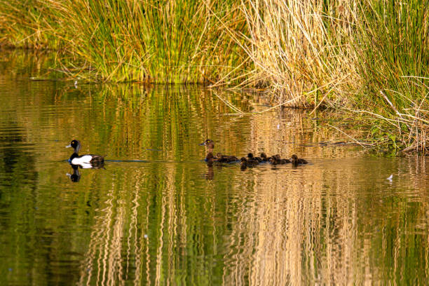 istock Couple of tufted duck with 5 juveniles 692479318