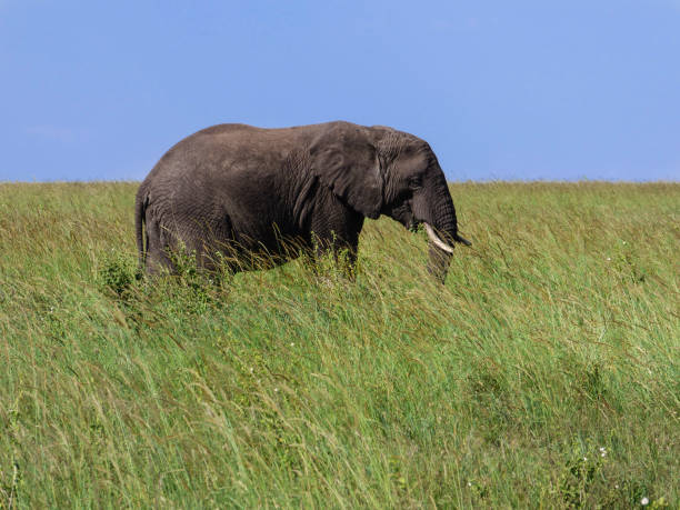 słoń - photography amboseli national park kenya east africa zdjęcia i obrazy z banku zdjęć