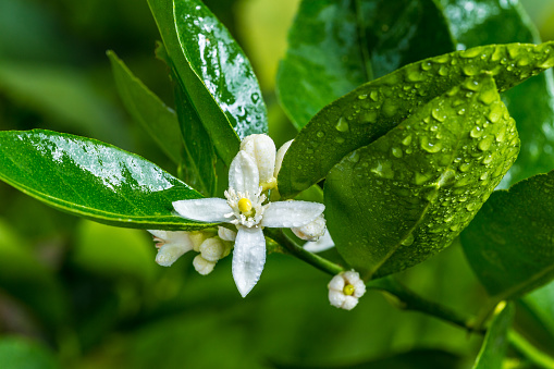 wet white lime flowers with green leaves in garden