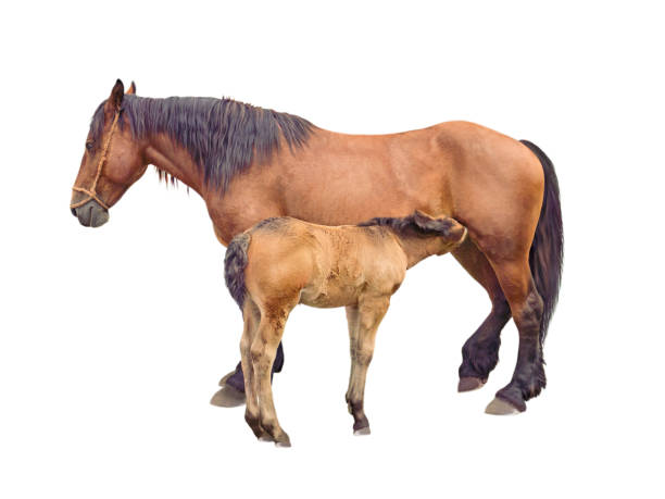 mare horse feeding baby foal - horse herd togetherness connection imagens e fotografias de stock