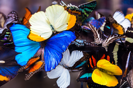 Close up image of a collection of different brightly coloured butterflies in a row. In the foreground is the largest butterfly in the group, and its wings are a vivd shade of electric blue. Horizontal colour image with copy space.