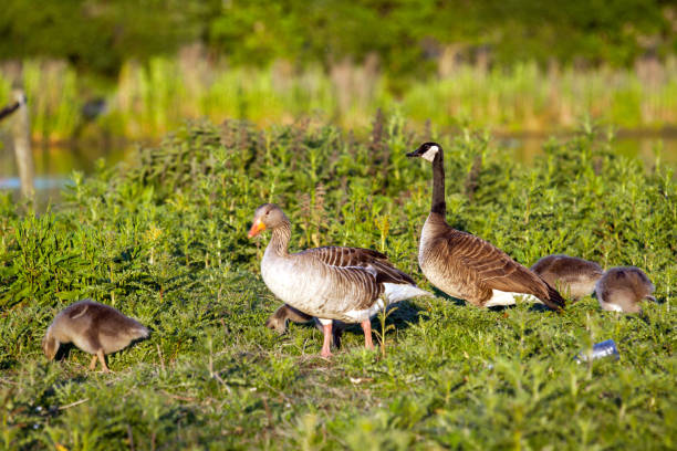 istock Greylag goose and Canada Goose with three juveniles foraging together 692482530