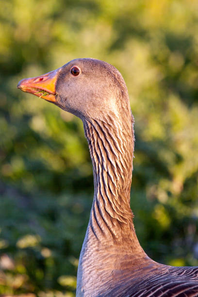 istock Close up of a Greylag goose at sunset 692483482
