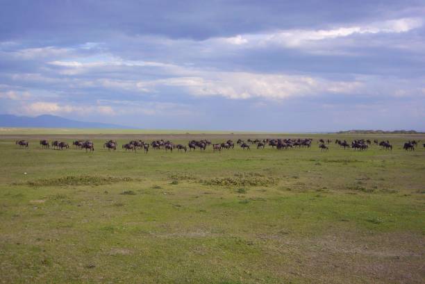 istock Herds of wildebeests 692485744