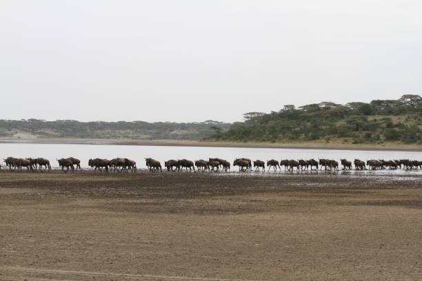 istock Herds of wildebeests 692486238