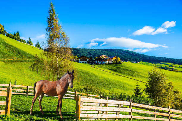istock Charming rural landscape in the Dolomites 692486508