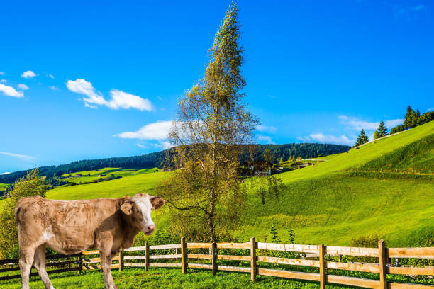 Sleek cow grazing in the grass.  Charming rural landscape in the Dolomites. Magnificent summer in Tirol. The concept of eco-tourism