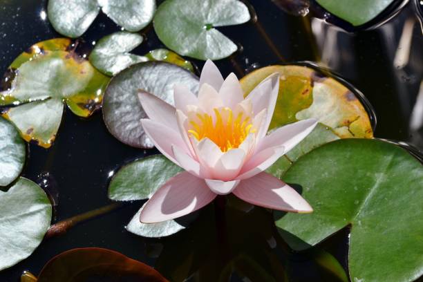 istock Pink water lily in a pond among leaves 692486702