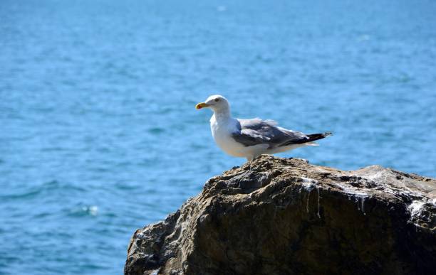 istock The seagull sits on a stone against the sea 692486768