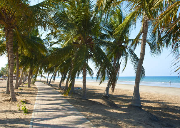 istock Avenue of palms on the ocean. Oman. 692489842