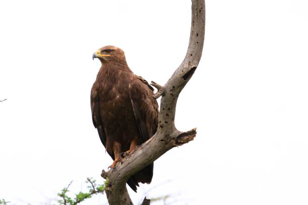 istock Serengeti - A wildlife paradise II 692492614