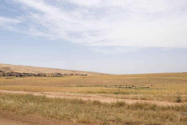 Sheep and goats grazing in northern Iraq