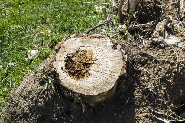 istock Big tree roots, large roots of cut trees, tree root pictures 692496886