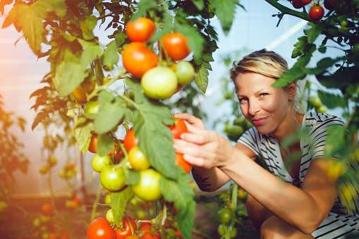 Young woman in tomato greenhouse