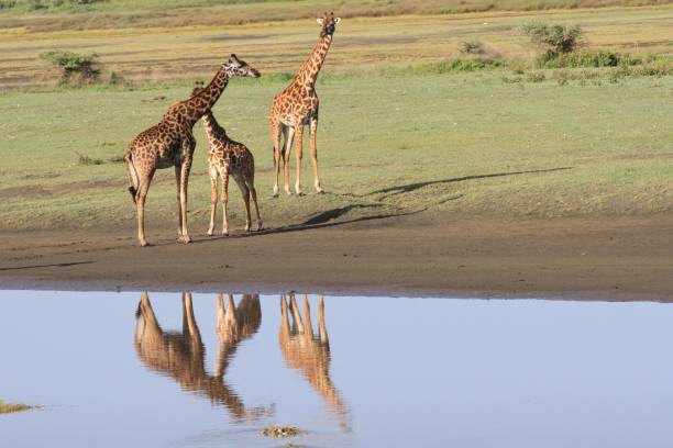 istock Serengeti - A wildlife paradise II 692496990