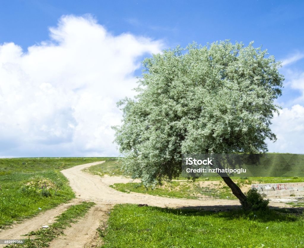 Spindle Tree Spring A Fragrant Tree That Glows With The Arrival Of Spring Spindle Tree ...