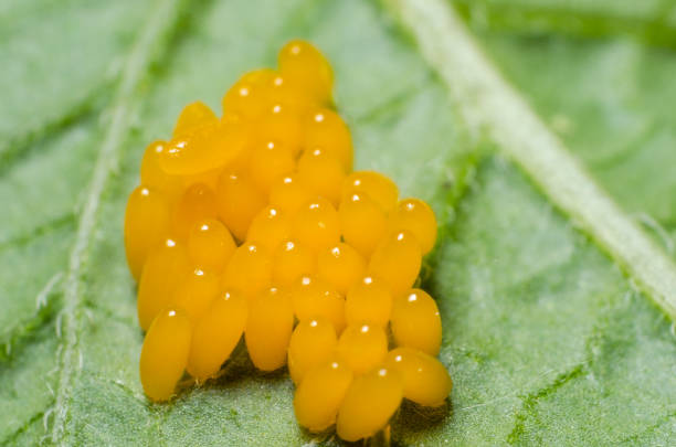 istock Yellow eggs of a Colorado beetle close-up 692502214