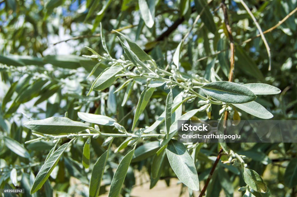 Spindle Tree Spring A Fragrant Tree That Glows With The Arrival Of Spring Spindle Tree ...