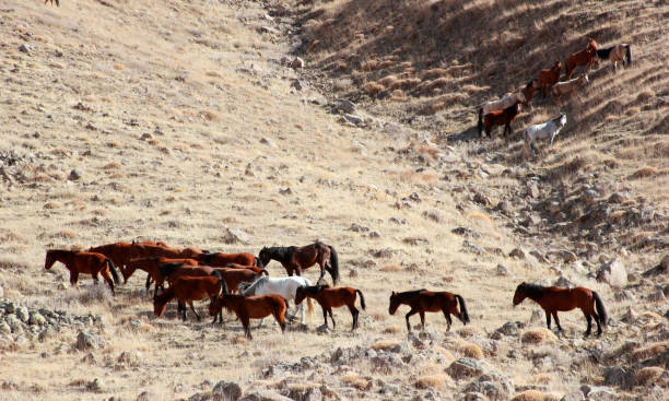 caballos salvajes - barb horse fotografías e imágenes de stock