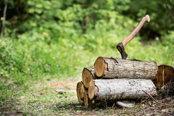 madera y el hacha en el bosque de tre - hacha fotografías e imágenes de stock