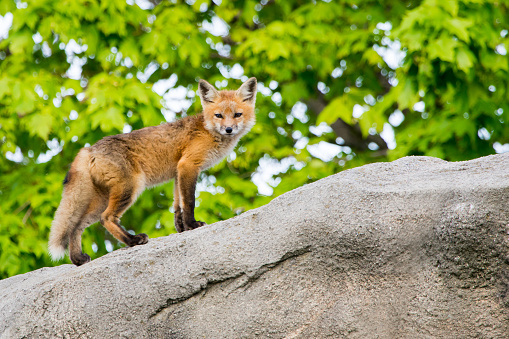 Early morninig Red Fox standing on rock out cropping