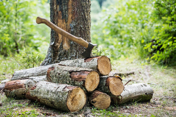 istock wood and axe in tre forest 692506838