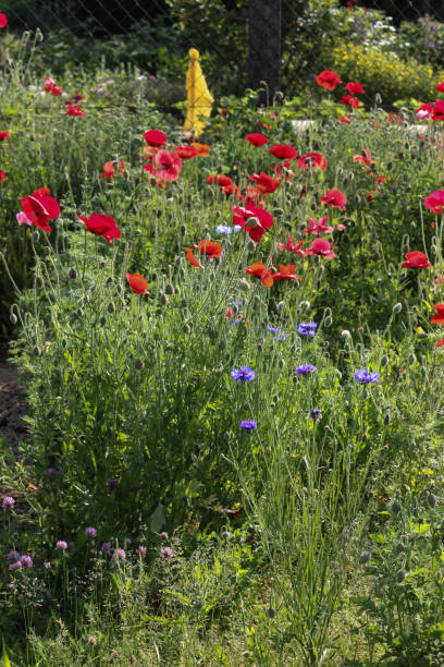 istock plants on a german cottage garden 692509154