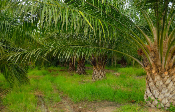 istock Palm oil tree in farm 692509180