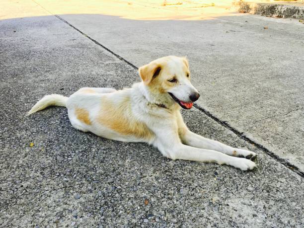 istock The Dog Lying on The Empty Street 692509236