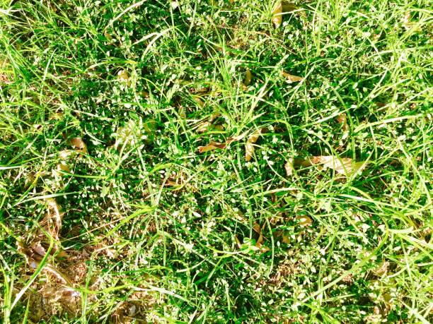istock Yellow Leaves Falling on The Green Grass 692509300
