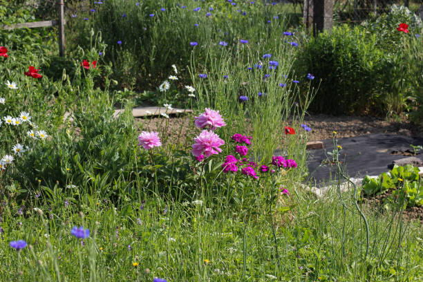 istock plants on a german cottage garden 692509486