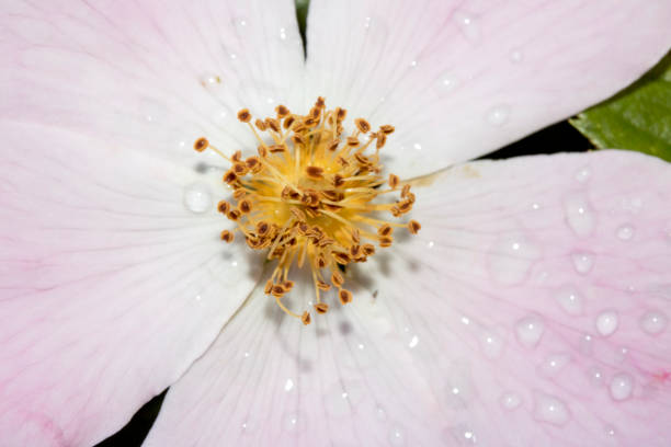 istock Close Up of a Flower 692510266