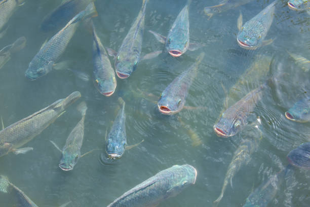 School of tilapia at fish farm swimming along top of water stock photo
