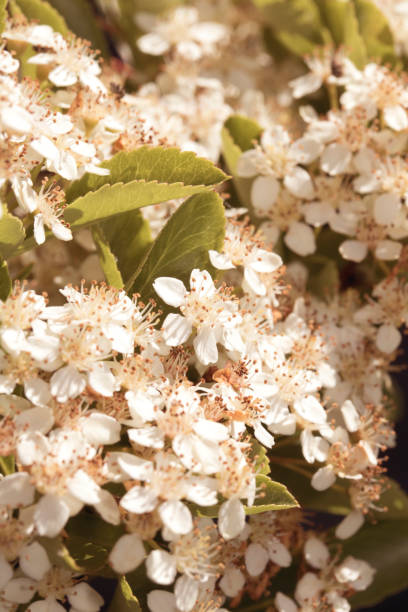 istock Close Up of a Flower 692513102