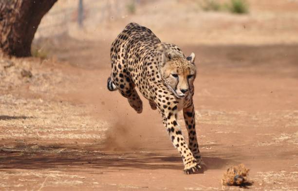 istock cheetah running in curves, chasing a lure 692513342