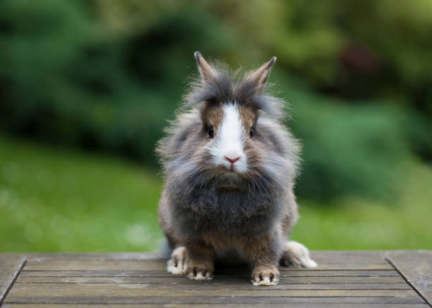 istock Beautiful young small grey lionheaded bunny rabbit. 692513596