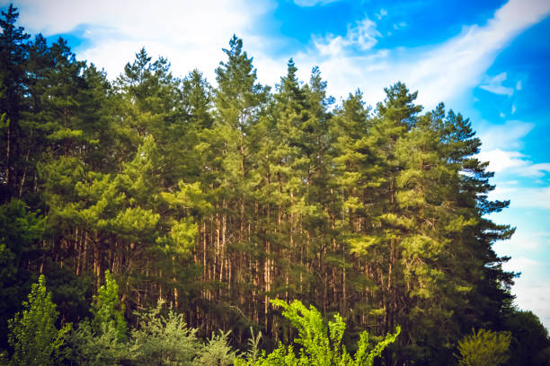 Coniferous forest against the sky