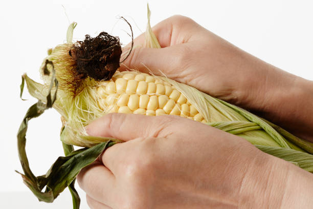 istock Peel the corn skin by hand 692516332