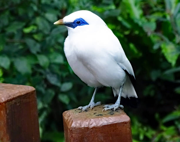 istock White bird named Bali Starling (Leucopsar rothschildi) 692516942