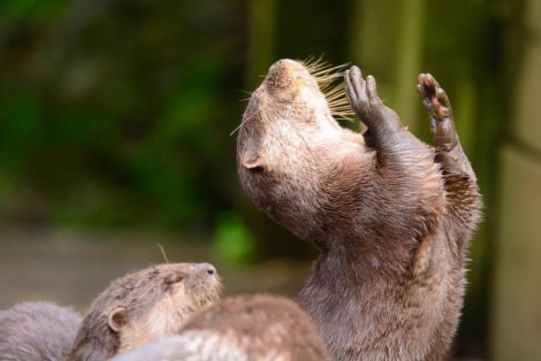 oriental loutre griffes courtes - oriental short clawed otter photos et images de collection