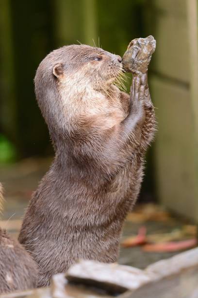 istock baby Asian short clawed otter 692522678